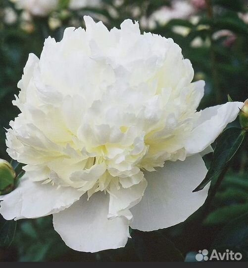 Белые пионы Фестима Максима и Дюшес де Немур