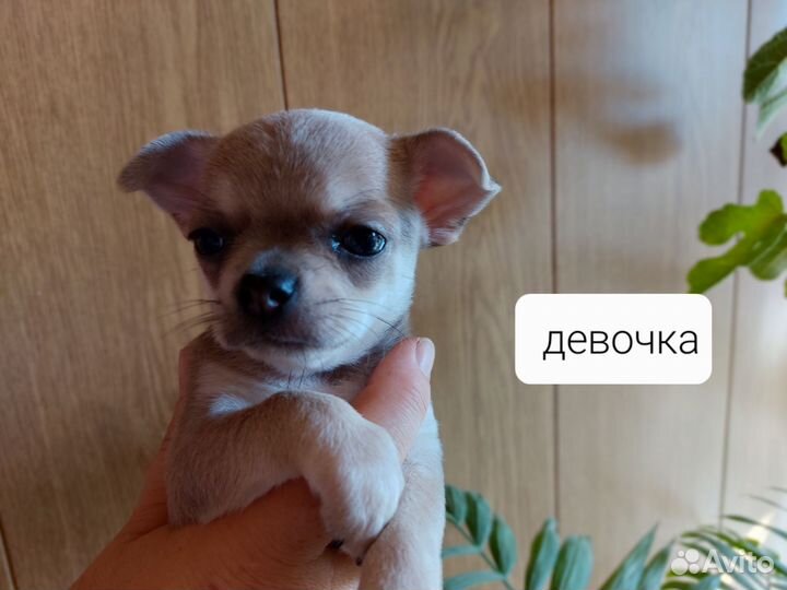 Щенки чихуахуа