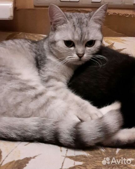 Продажа кошек и котят