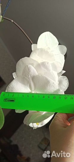 Семена орхидеи фаленопсис