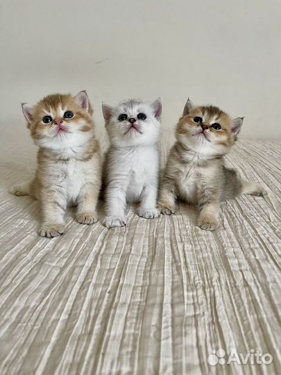 Британские котята