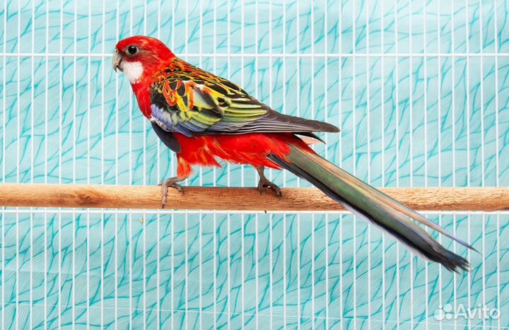 Розелла красная птенцы