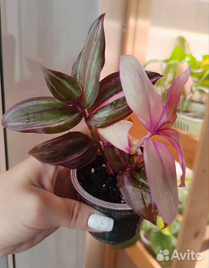 Традесканции сортовые