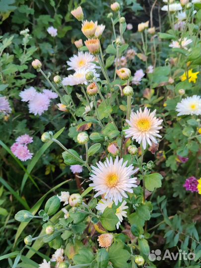 Хризантемы