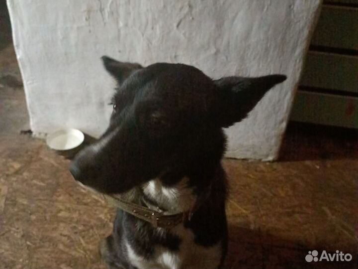 Кабель помесь хаски с немецкой овчаркой