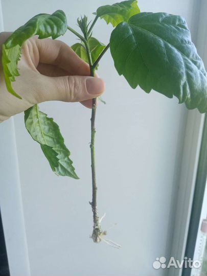 Китайская роза, герань, денежное дерево