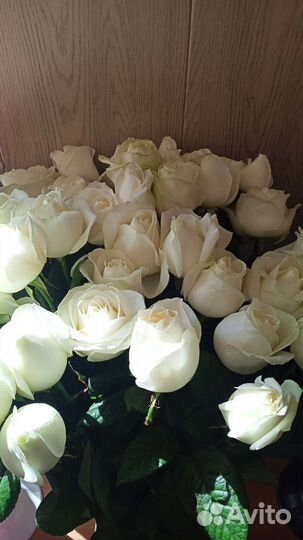 Розы Свежие