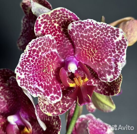 Орхидея красный сезам бабочка