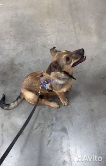 Крутая собака щенок