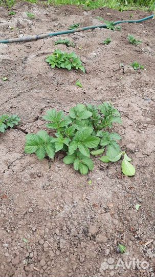 Биогумус (чистейший концентрат)