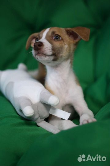 Джесси щенок бесплатно в добрые руки