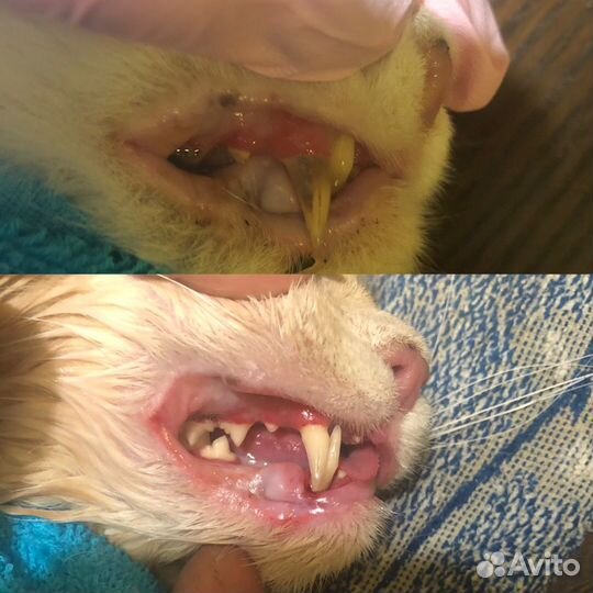 Груминг и УЗ чистка зубов (стрижка животных)