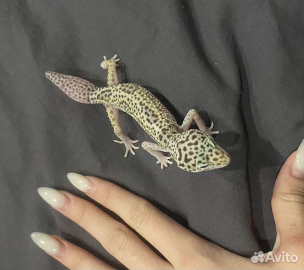 Эублефар