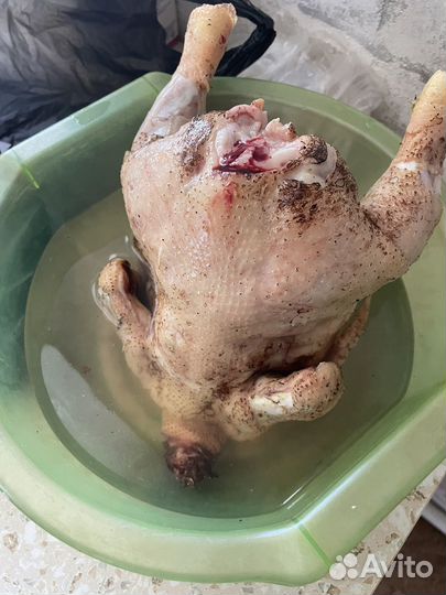 Цыплята на мясо