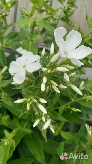 Луковицы лилии цветущие, калла,флокс