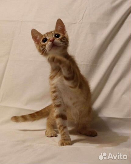 Рыжики в дар бесплатно