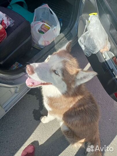 Найдена хаски