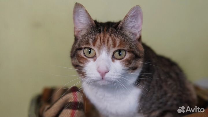 Кошка Хэппи