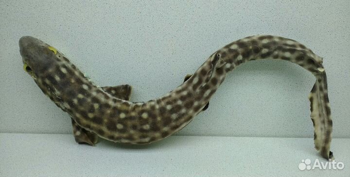 Акула пятнистая 39,1 морской сувенир подарок