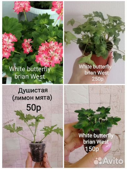 Пеларгонии