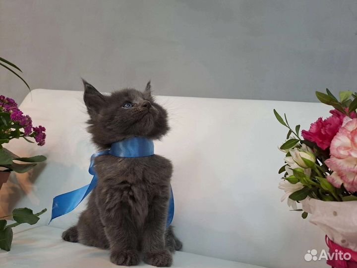 Котята мейн-кун