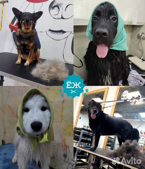 Мытье и экспресс-линька собак в Тюмени