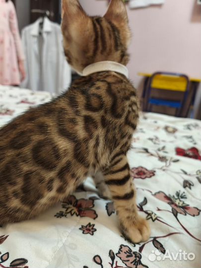 Бенгальские котята