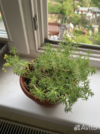 Очиток Кьюйский черенок