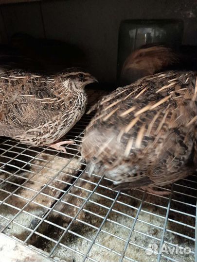 Перепела продажа