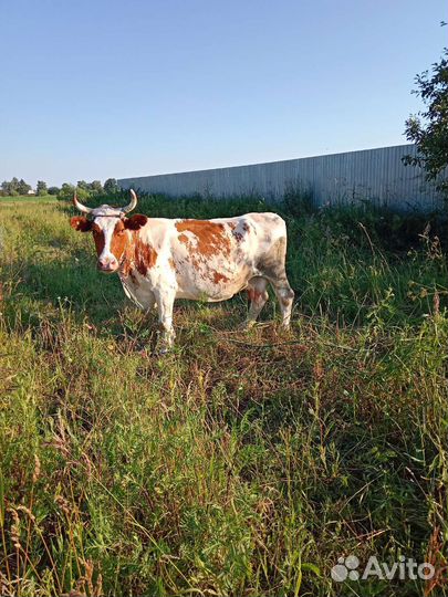 Айширская корова