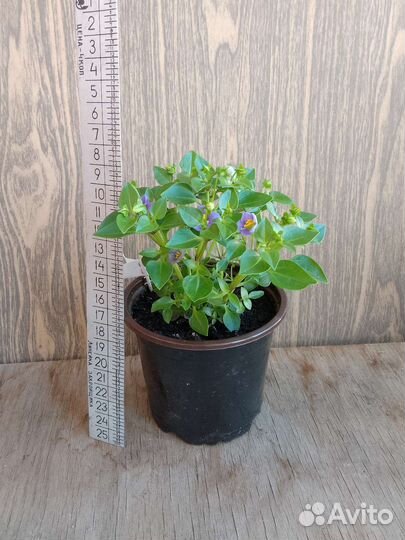 Экзакум (Персидская фиалка)