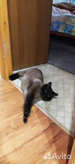 Отдам кота в добрые руки