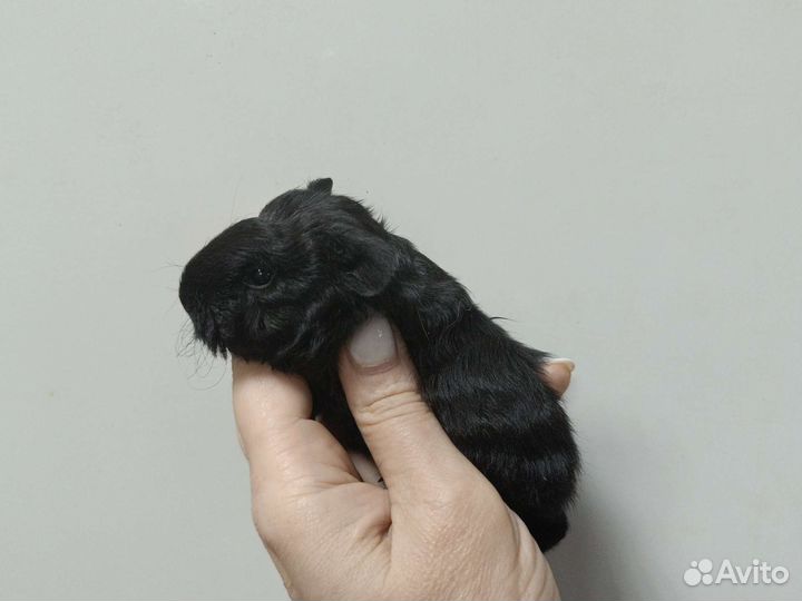 Морская свинка