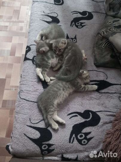 Котята в добрые руки бесплатно