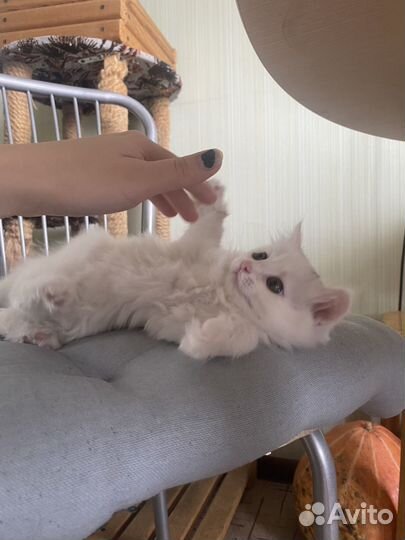 Котята турецкой ангоры