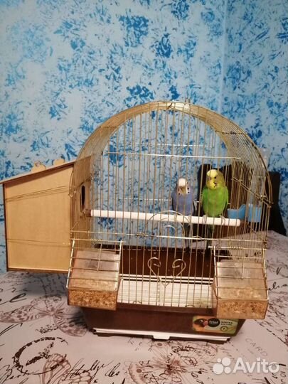 Волнистые попугаи с клеткой