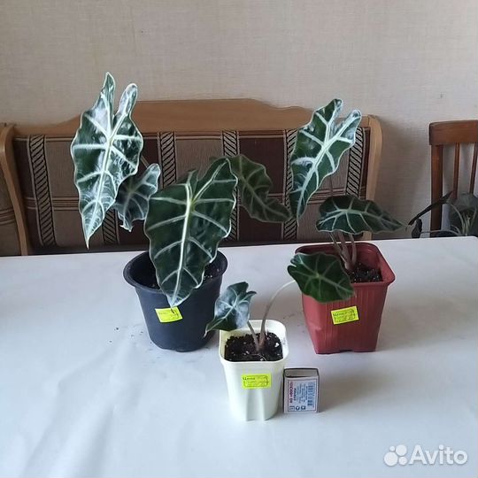 Алоказия black velvet и Дварф амазоника