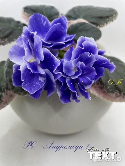 Фиалка цветущая