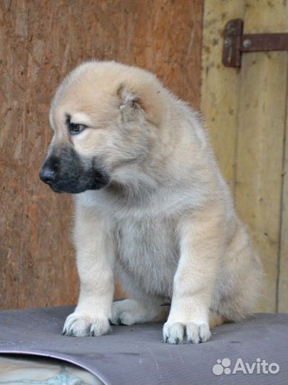 Щенки сао алабай