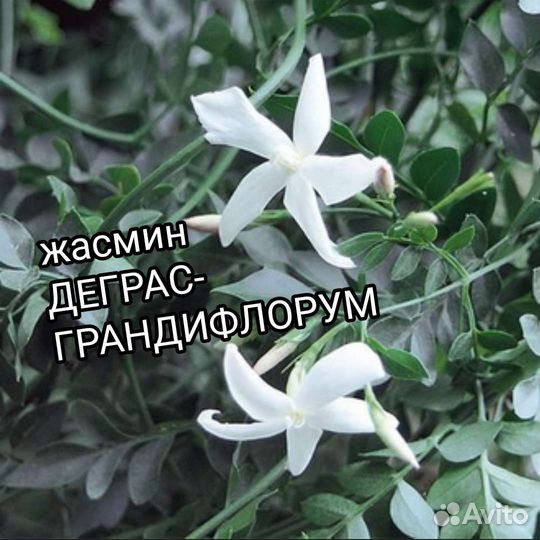 Жасмин деграсс грандифлорум