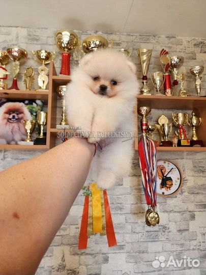Шпиц Померанец мини кремового окраса РКФ