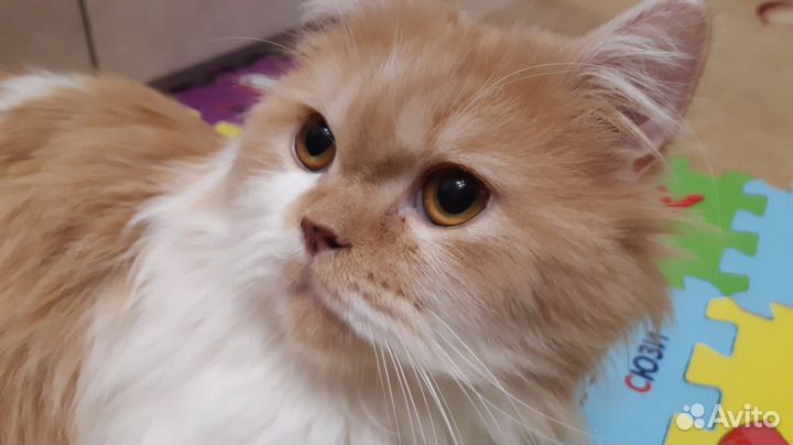 Отдам в добрые руки кота