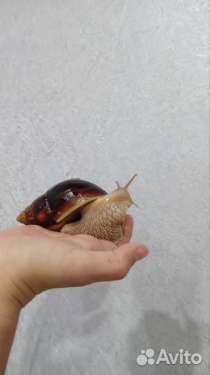 Улитки ахатины имакуляты