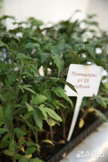 Рассада помидор (много сортов)