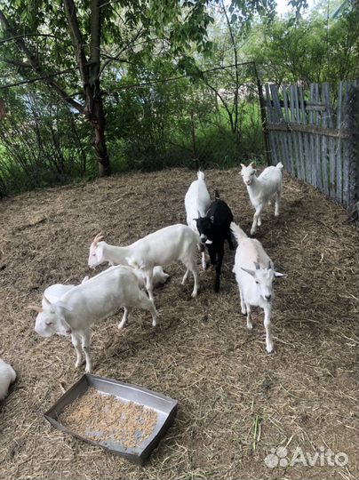 Козы и козлята
