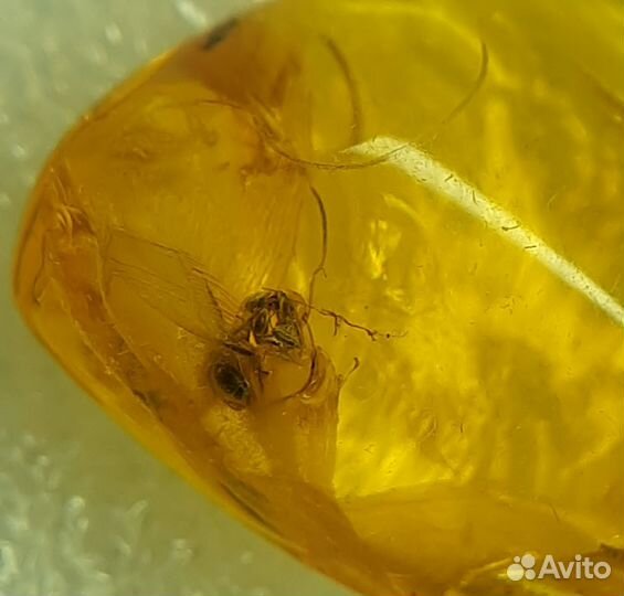 Янтарь природный с инклюзами