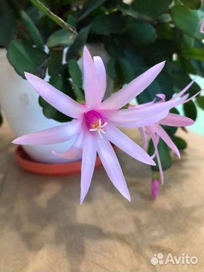 Традесканция нанук, розовая пантера, декабрист