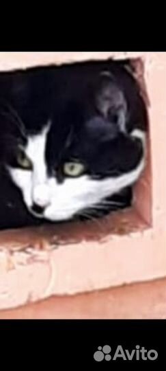 Котик Васька ищет дом