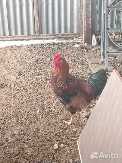 Молодые петухи