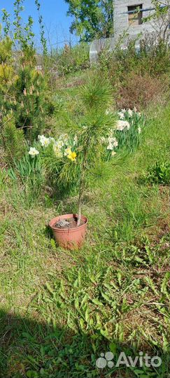 Саженцы сибирского кедра